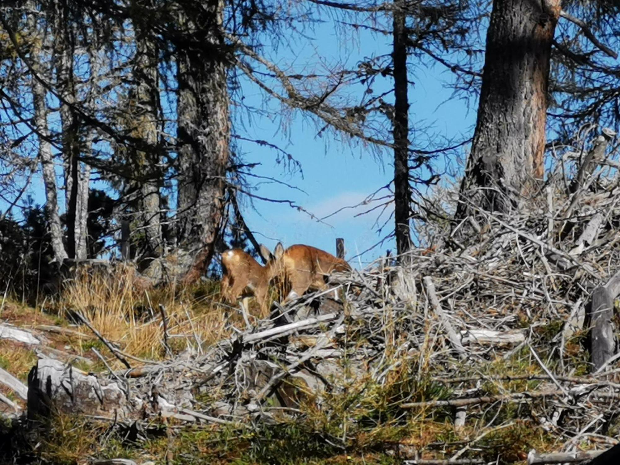 Wipferl - Dein Nest In Den Bergen Maria Luggau